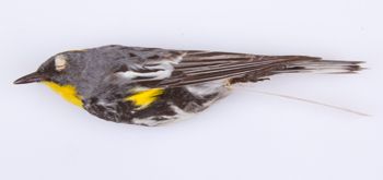 Media type: image;   Ornithology 207133